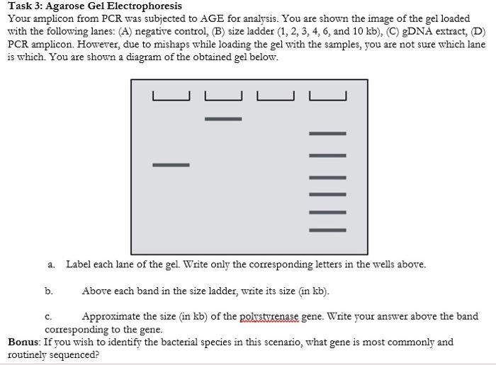 solved-task-3-agarose-gel-electrophoresis-your-amplicon-chegg