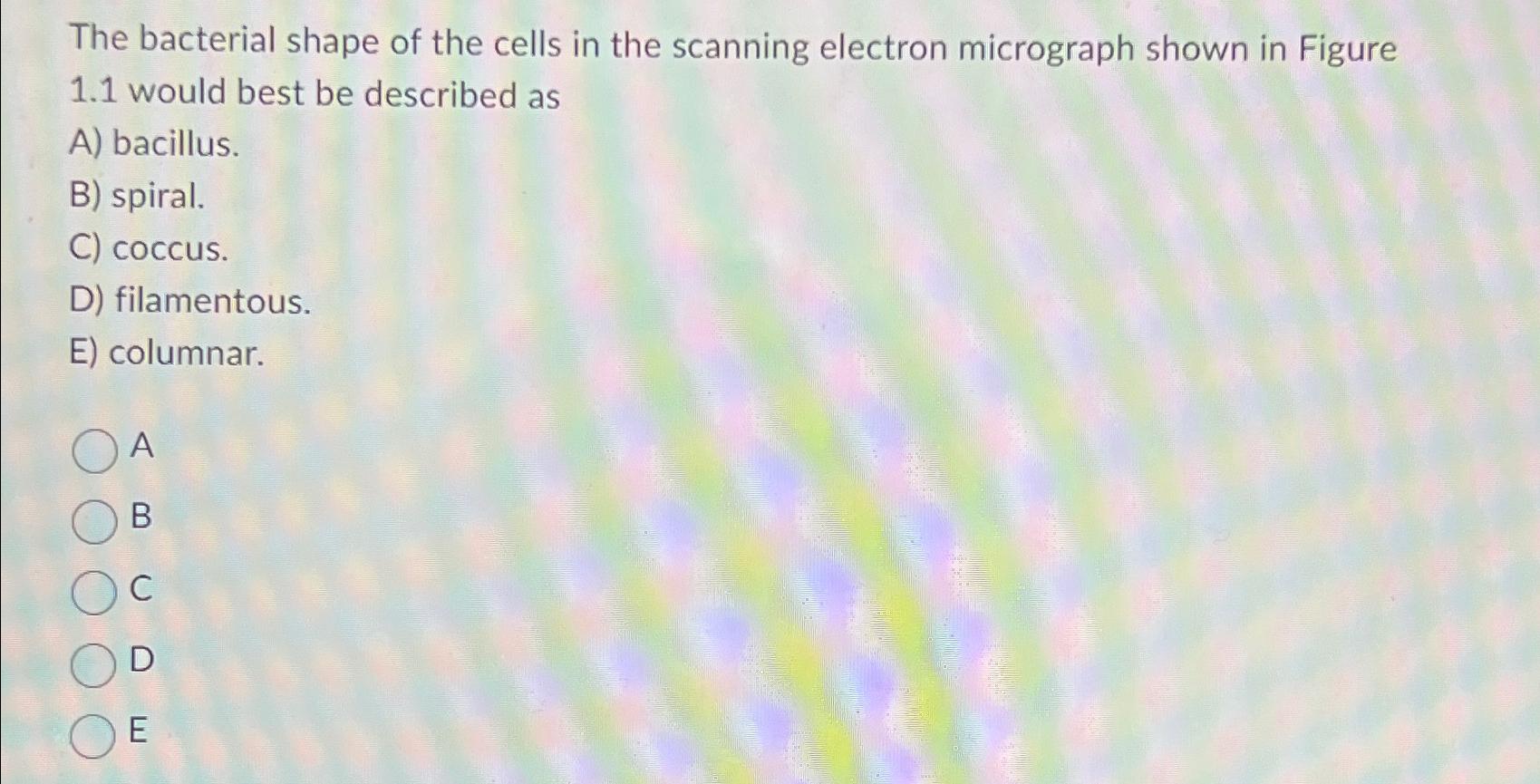the bacterial shape of the cells in the scanning electron micrograph