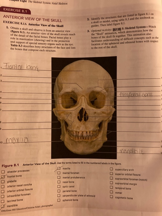 Solved Eight The Skeletal System: Axial Skeleton EXERCISE | Chegg.com