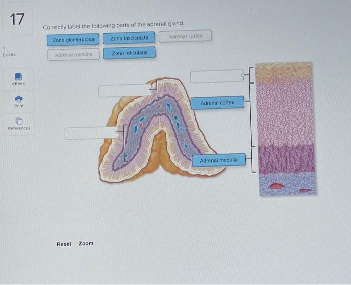 Solved 17 Correctly label the following parts of the adrenal | Chegg.com