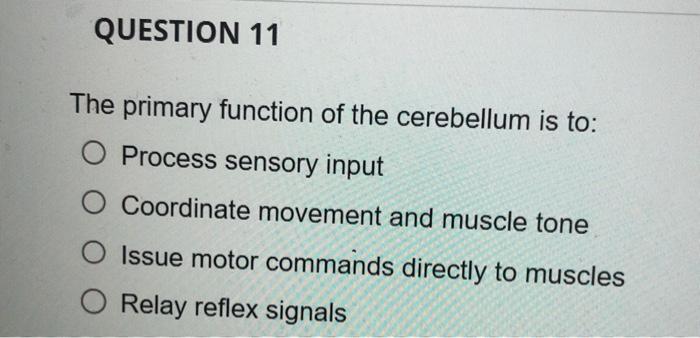 Solved The primary function of the cerebellum is to: Process | Chegg.com