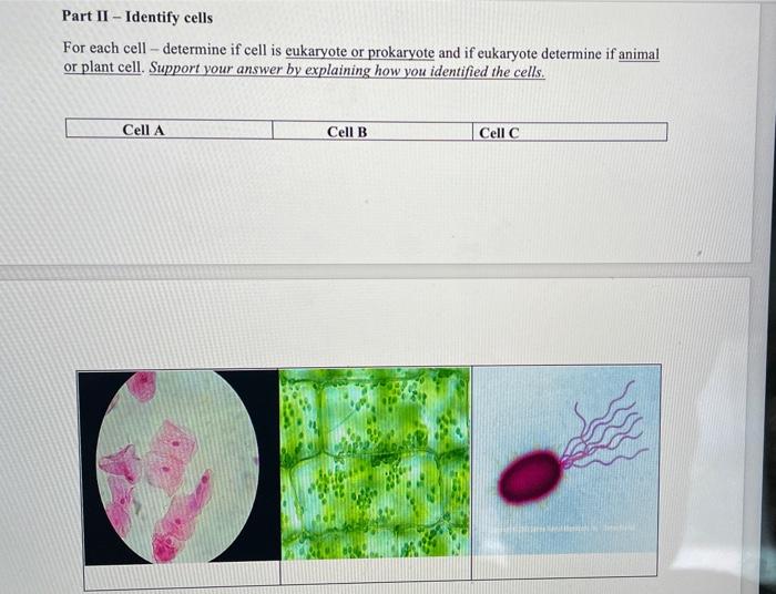 solved-part-ii-identify-cells-for-each-cell-determine-if-chegg