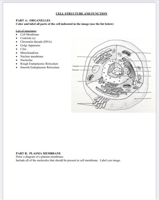 Featured image of post Drawing Of Smooth Endoplasmic Reticulum Lipid synthesis takes place at the interface of the ser membrane and the cytosol