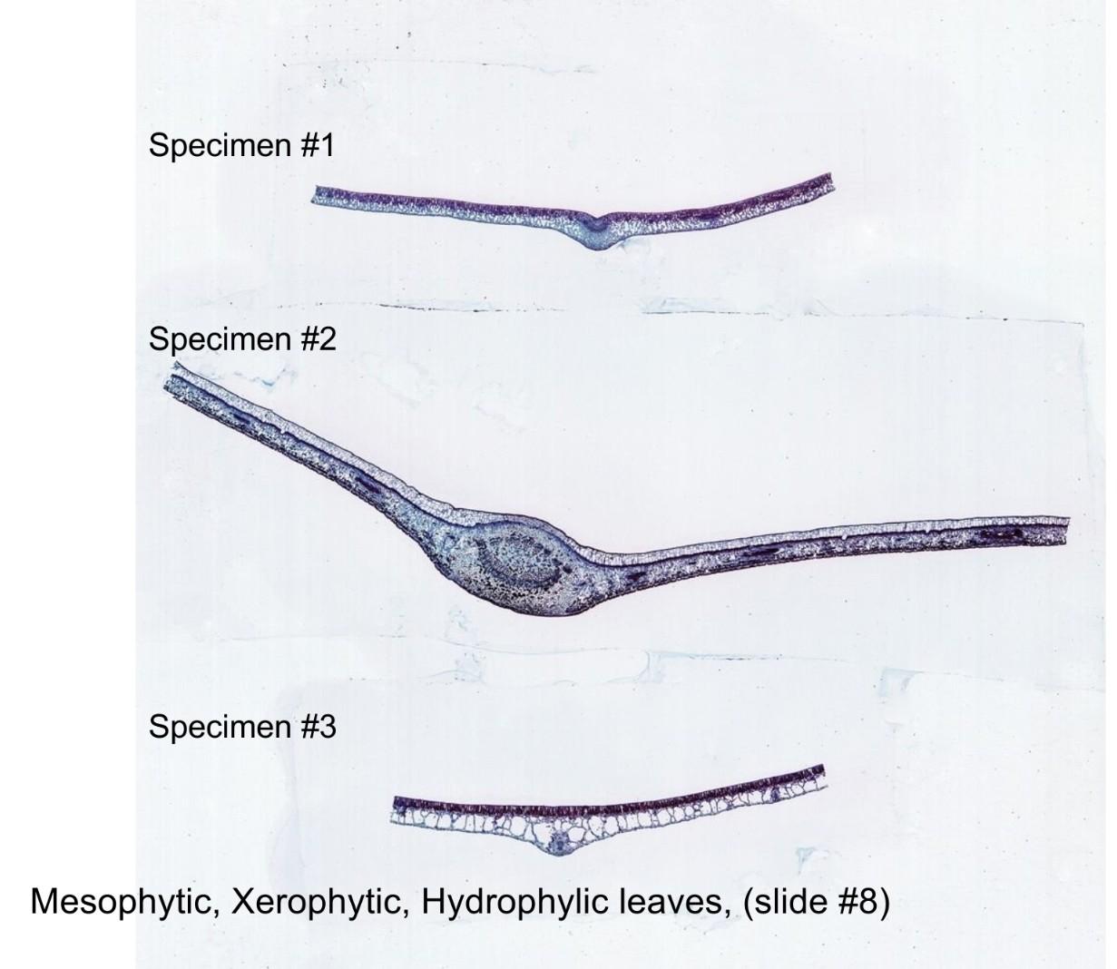 Specimen #1 Specimen #2 Specimen #3 Mesophytic, | Chegg.com