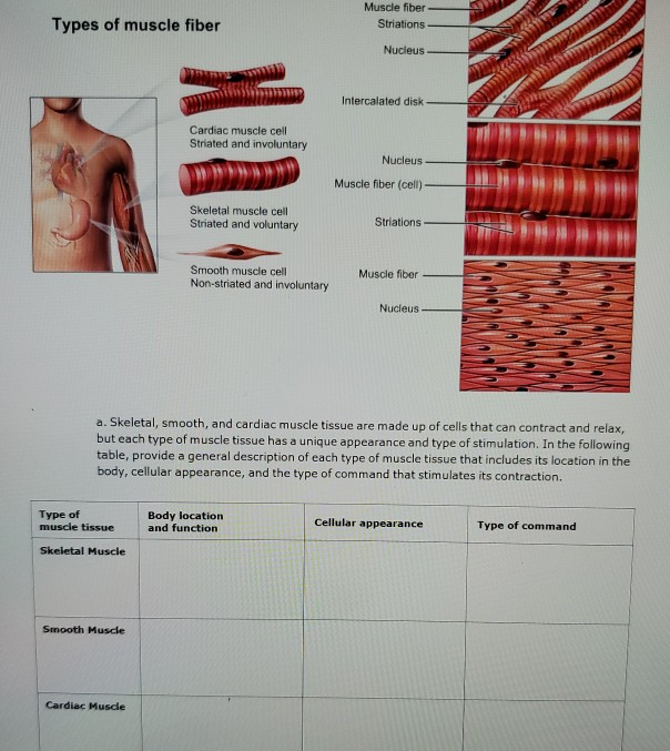 cardiac muscle striations