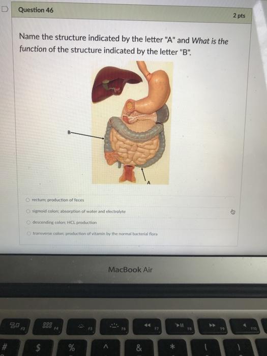 Solved D Question 46 2 pts Name the structure indicated by | Chegg.com