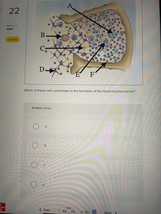 Solved Which of these cells contributes to the formation of | Chegg.com