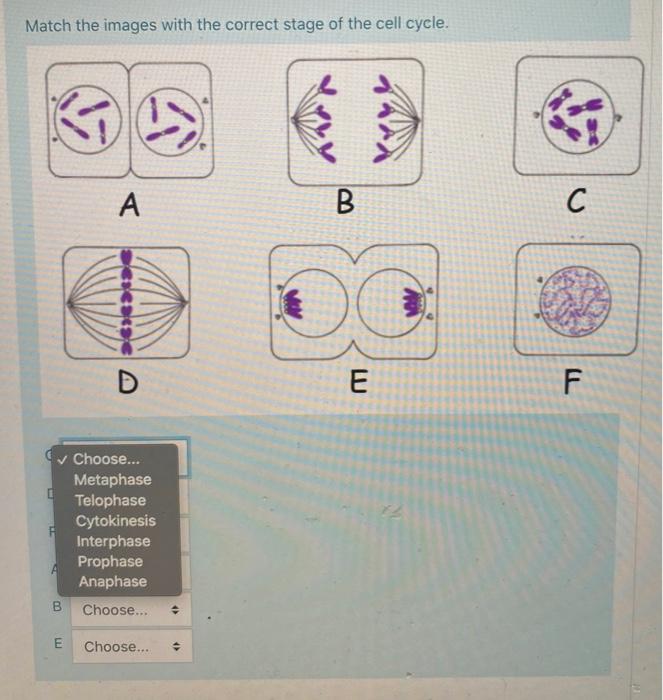 Solved Match the images with the correct stage of the cell | Chegg.com