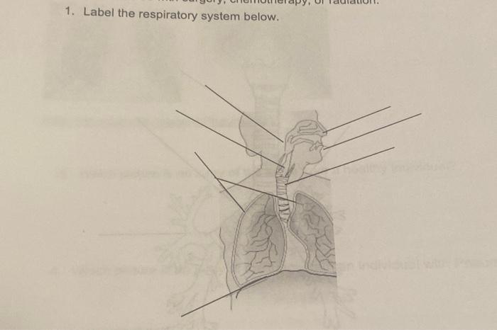 1. Label the respiratory system below.