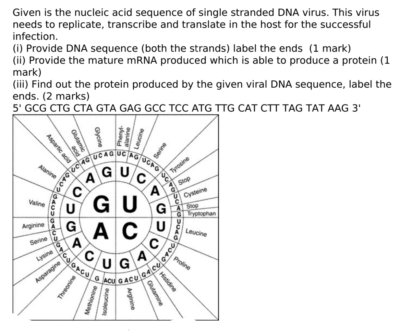 Solved Given is the nucleic acid sequence of single stranded