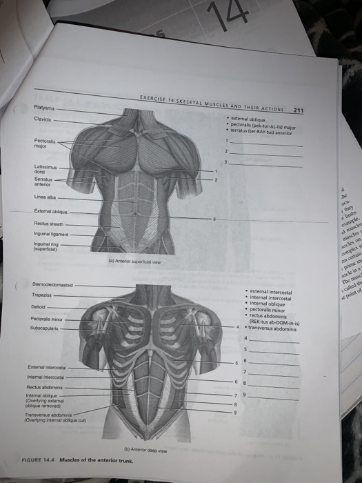 Solved: Play- EXERCISE 14 SKELETAL MUSCLES AND THEIR ACTIO ...