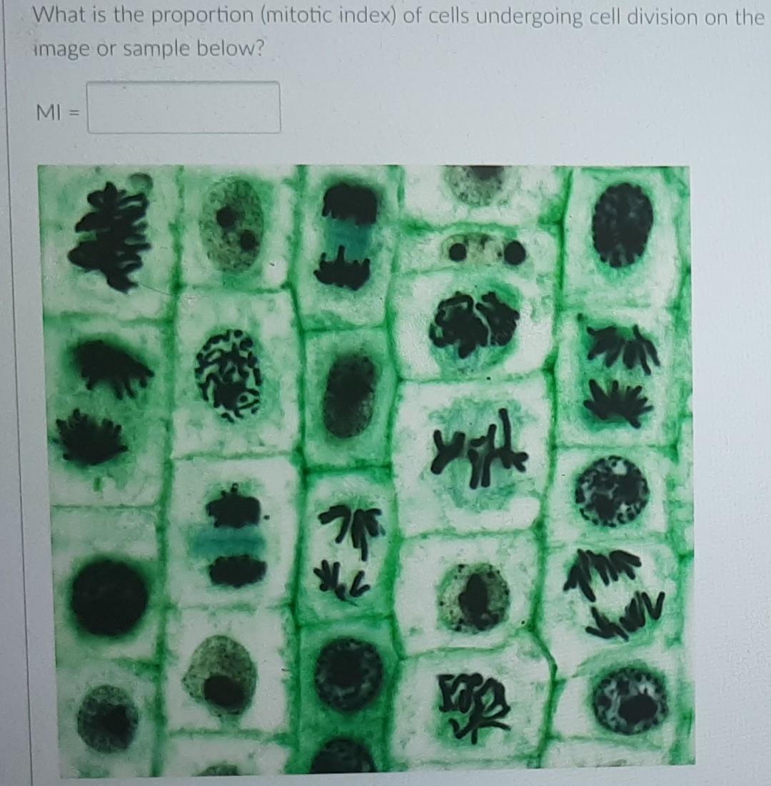Solved What is the proportion (mitotic index) of cells Biology Diagrams