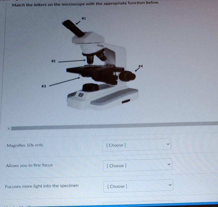 Solved Match the letters on the microscope with the