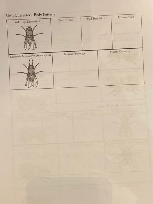 Table 2-1. Compare Drosophila mutant and wild type | Chegg.com