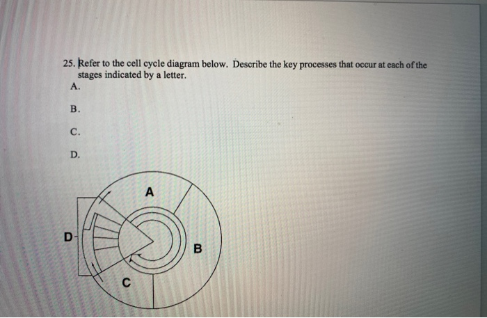 Solved 25. Refer to the cell cycle diagram below. Describe | Chegg.com