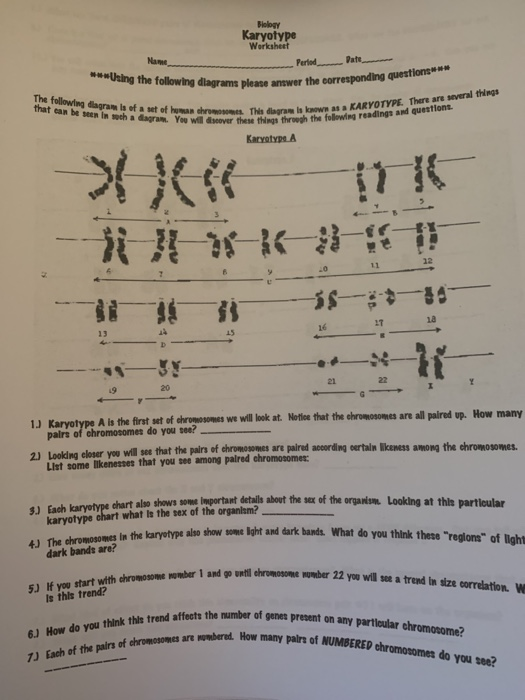 37  Biology Karyotype Worksheet Answers Pdf CarethSatbir