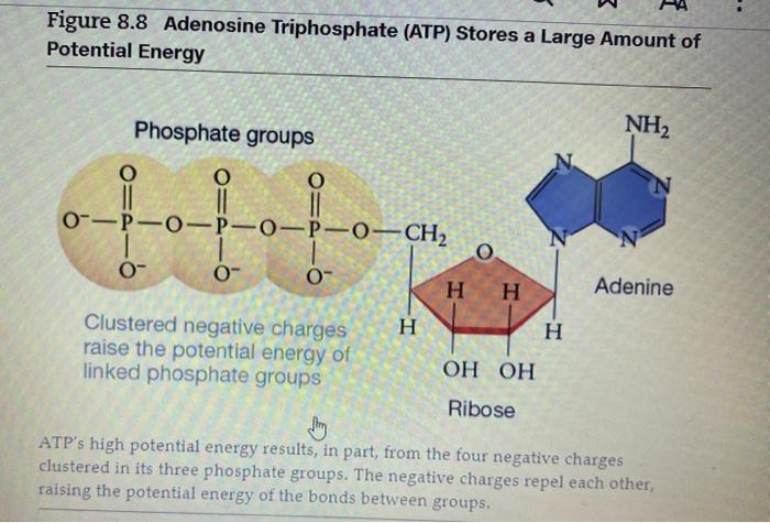 Solved Which Part Of The Adenosine Triphosphate Molecule Is Chegg