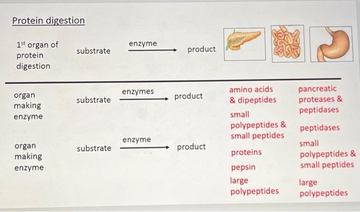 Solved The following slides review the digestion of | Chegg.com
