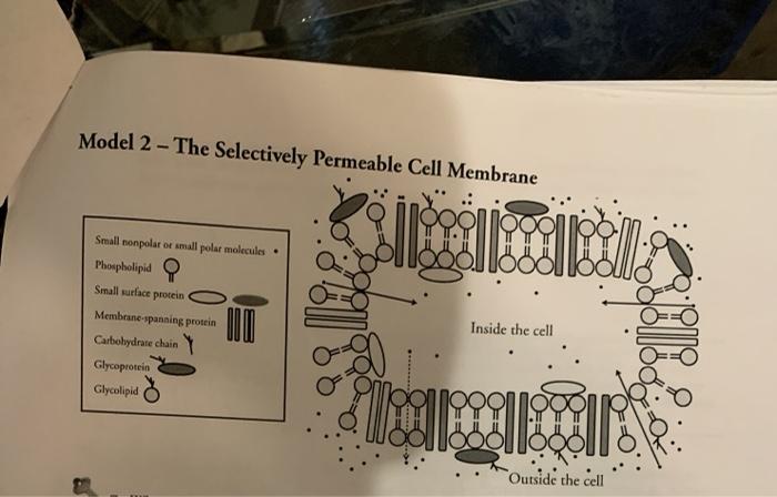 Solved Membrane Structure And Function How Do Substances Chegg Com