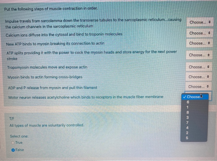 Solved Put the following steps of muscle contraction in | Chegg.com