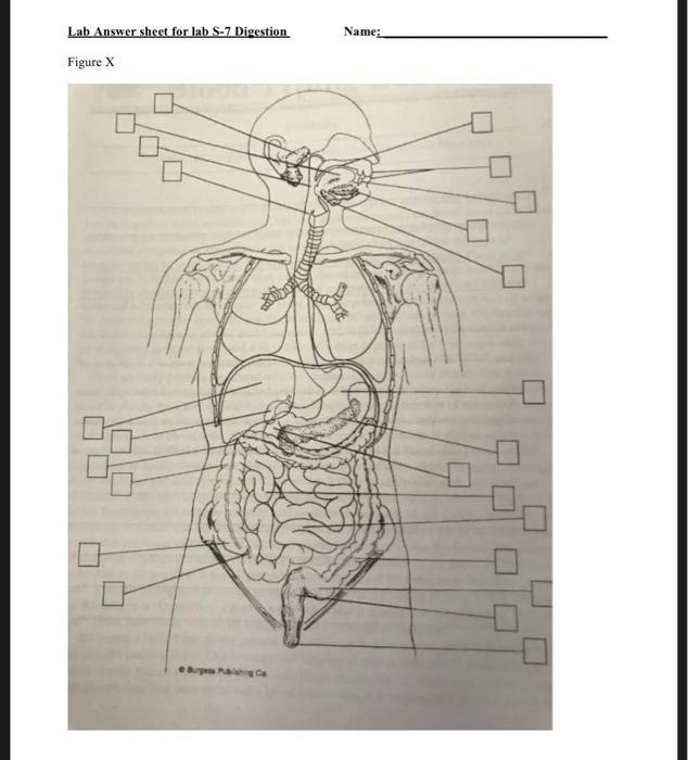 Solved Lab Answer sheet for lab S-7 Digestion Name: Figure X | Chegg.com