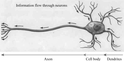 basic nerve cell in centeral nervos systemname