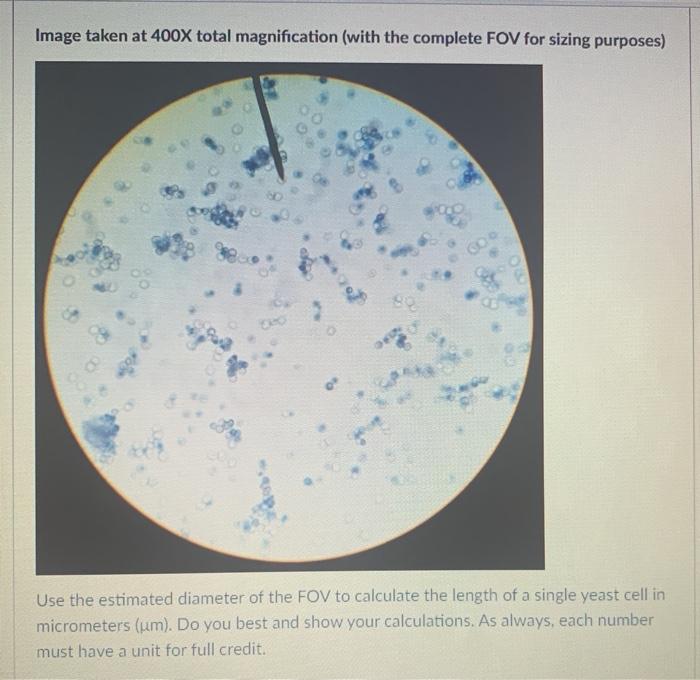 yeast cells 400x
