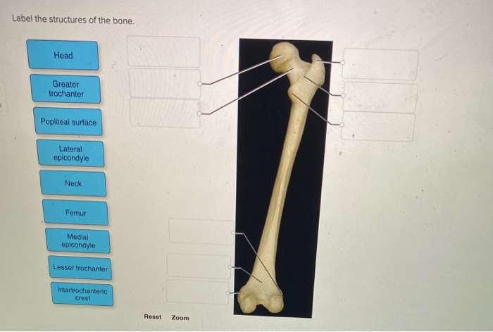 popliteal surface