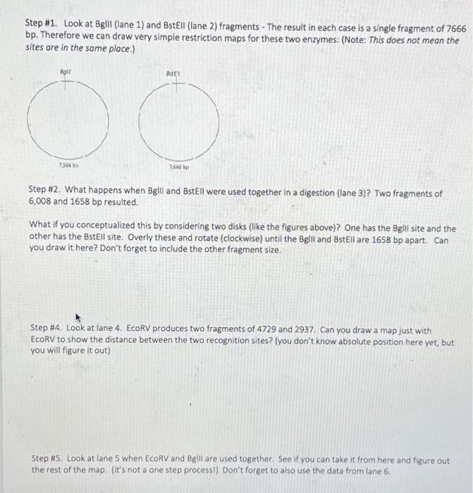 Solved Restriction Digestion Problem Solving Suppose we have | Chegg.com