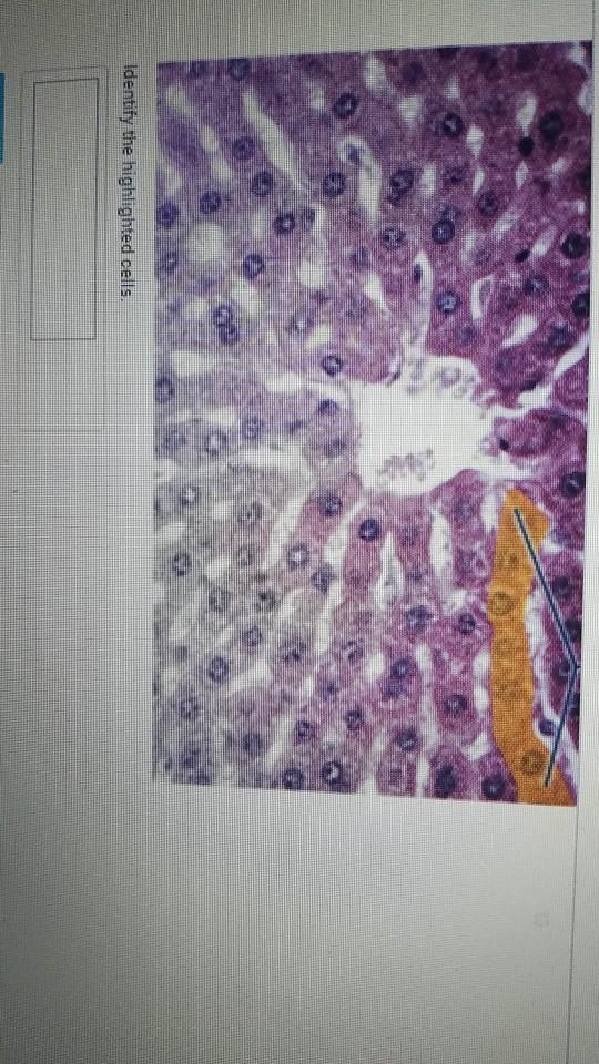 Solved Identify the highlighted cells 23 Identify the | Chegg.com