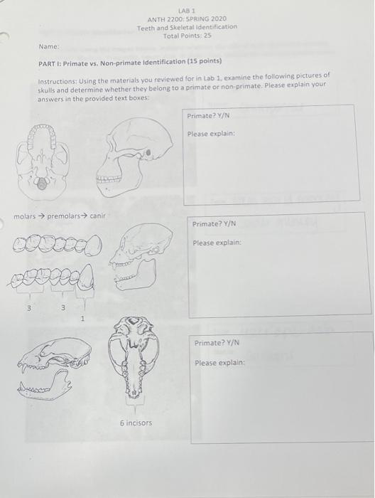 LABI ANTH 2200: SPRING 2020 Teeth And Skeletal | Chegg.com