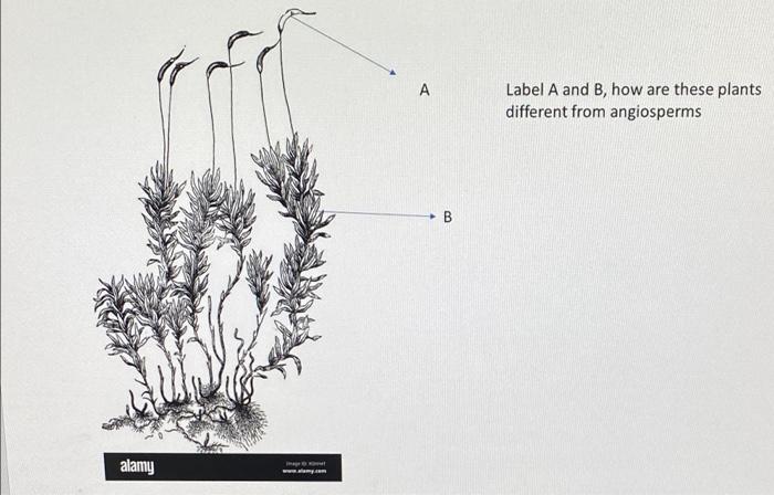 Solved Label A and B, how are these plants different from | Chegg.com