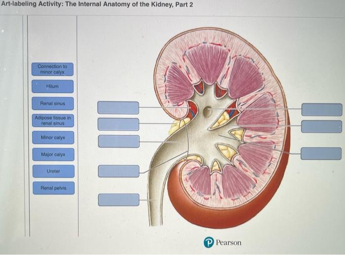 Solved Artlabeling Activity The Internal Anatomy of the