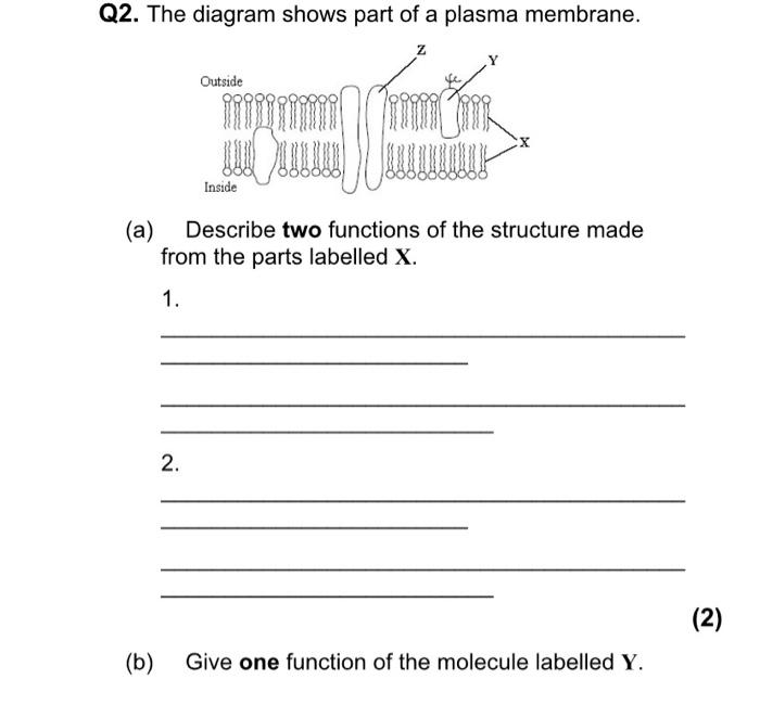 Solved Q2. The diagram shows part of a plasma membrane. Z | Chegg.com