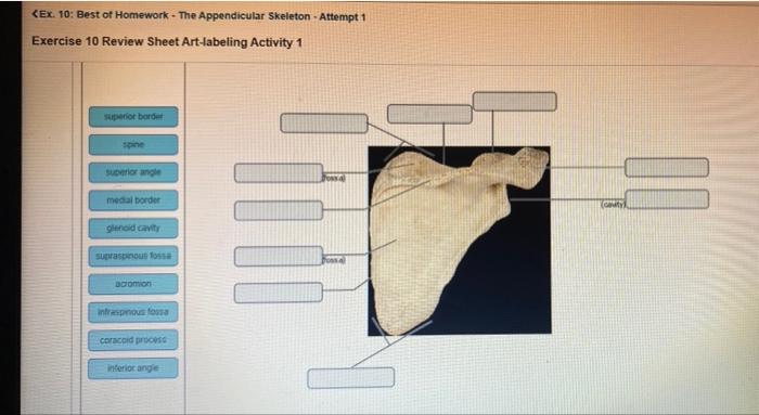 Unraveling the Secrets of Joint Motion – An Exercise 10 Review Sheet