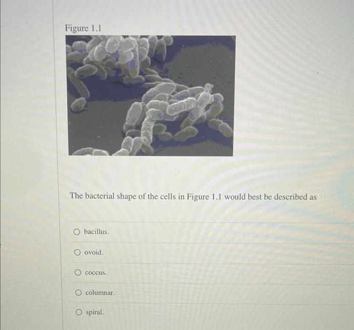 Solved Figure 1.1 The bacterial shape of the cells in Figure | Chegg.com