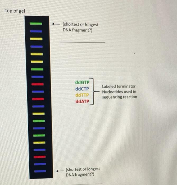 Solved 5. Below is an image of DNA sequenced using the | Chegg.com