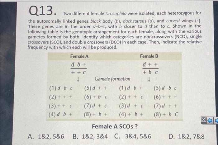 Solved Q13. Two Different Female Drosophila Were Isolated, | Chegg.com