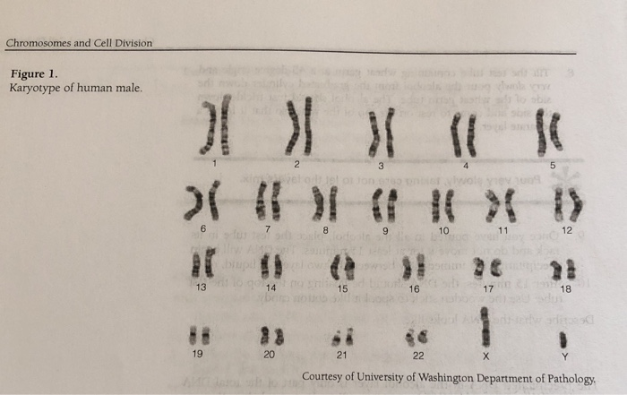 Solved Chromosomes and Cell Division Figure 1. Karyotype of | Chegg.com