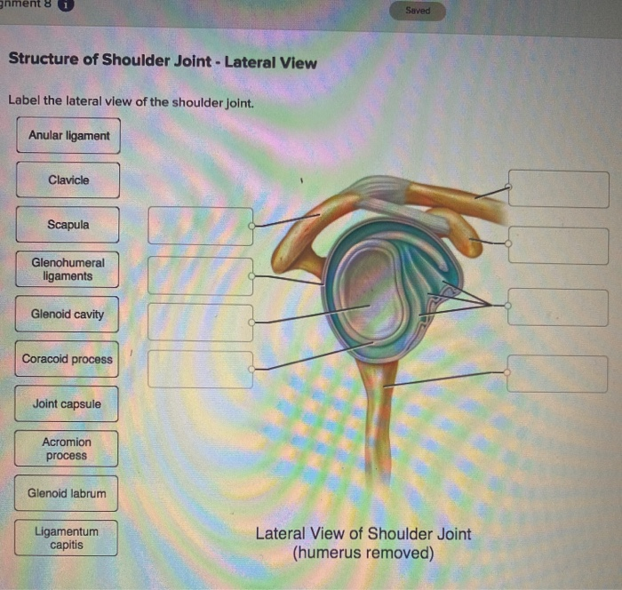 Solved Saved Structure Of Shoulder Joint Lateral View L Chegg Com