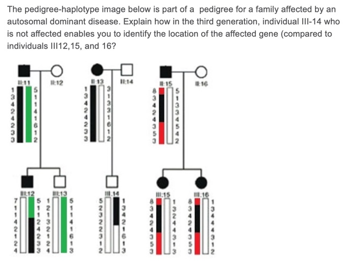 Solved The Pedigree-haplotype Image Below Is Part Of A | Chegg.com