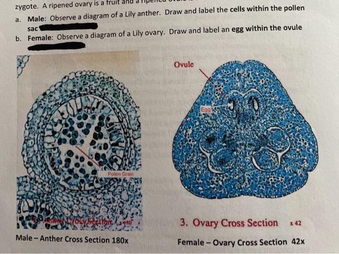 lily ovary cross section labeled