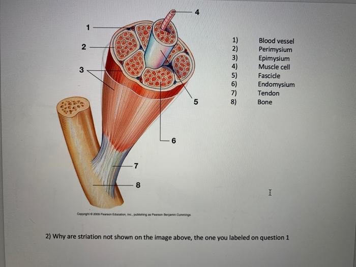 Solved 1 1 N Oa 3 1 2 3 4 5 6 7 8 Blood Vessel Chegg Com