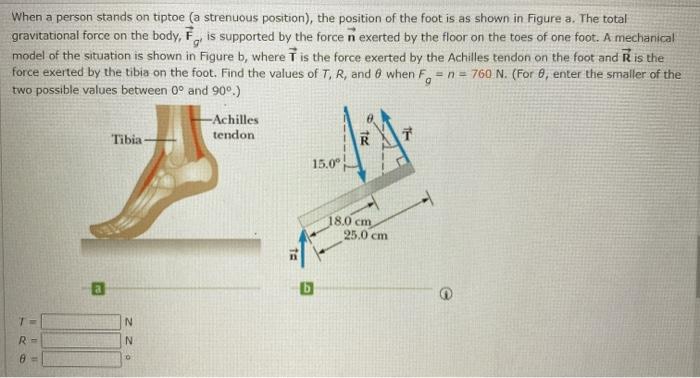 Solved When a person stands on tiptoe (a strenuous | Chegg.com