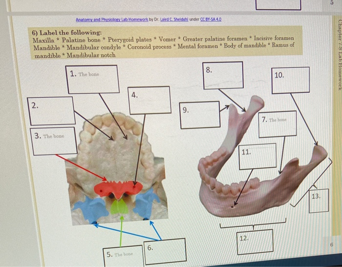 Solved 5 Anatomy and Physiolory Lab Homework by Dr. Laird | Chegg.com