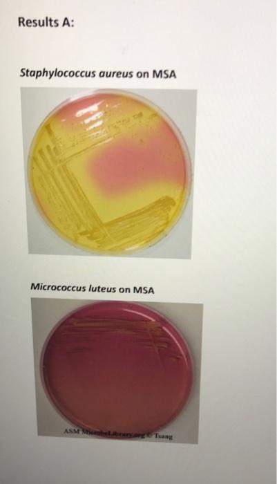 Solved Results A: Staphylococcus Aureus On MSA Micrococcus | Chegg.com