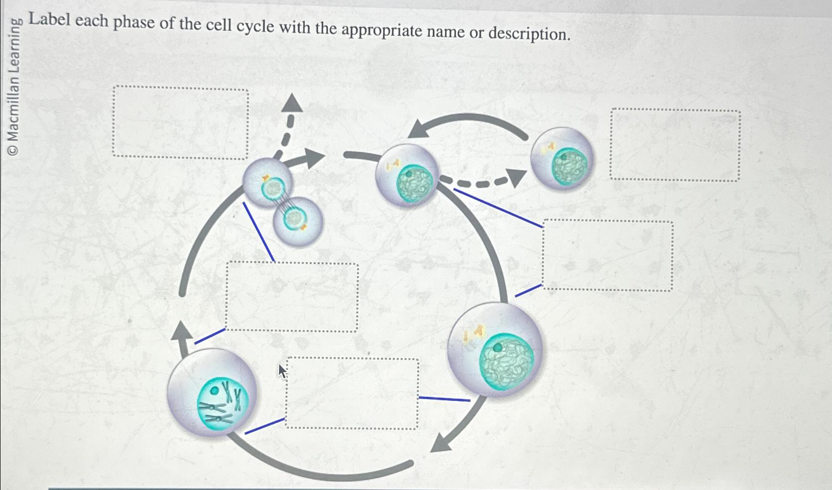 Solved Label each phase of the cell cycle with the | Chegg.com