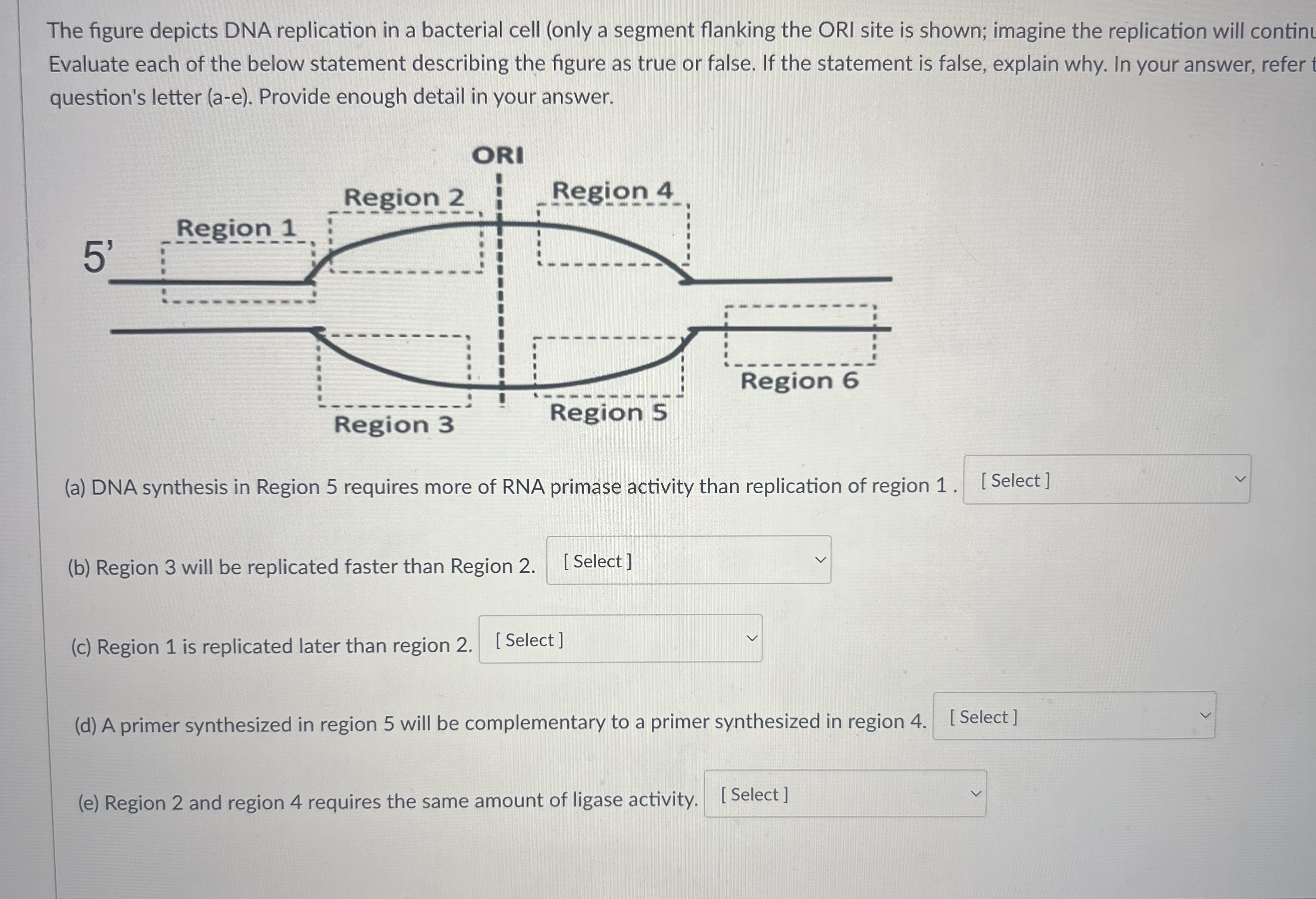 Solved The figure depicts DNA replication in a bacterial | Chegg.com
