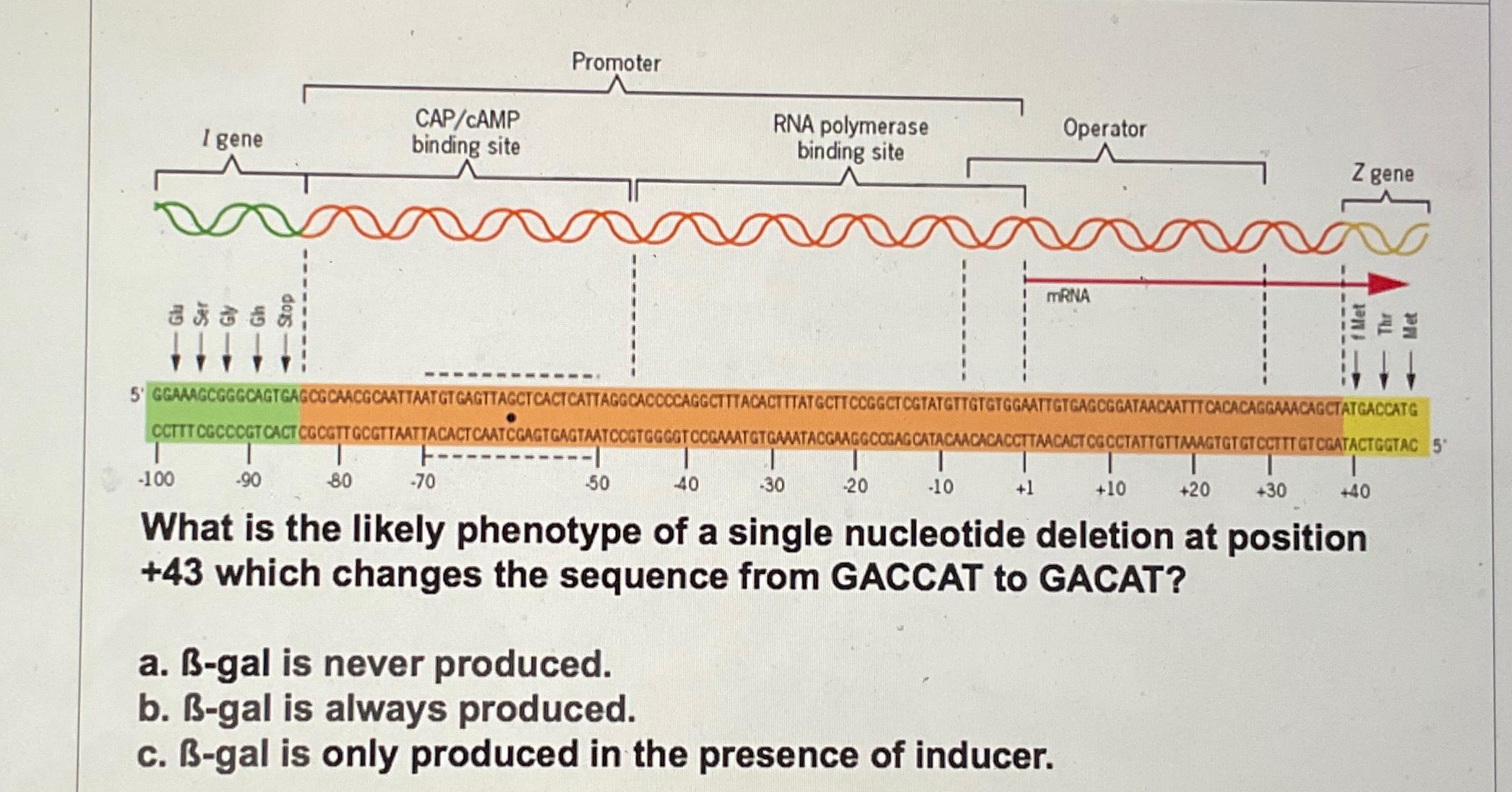 Solved What is the likely phenotype of a single nucleotide | Chegg.com