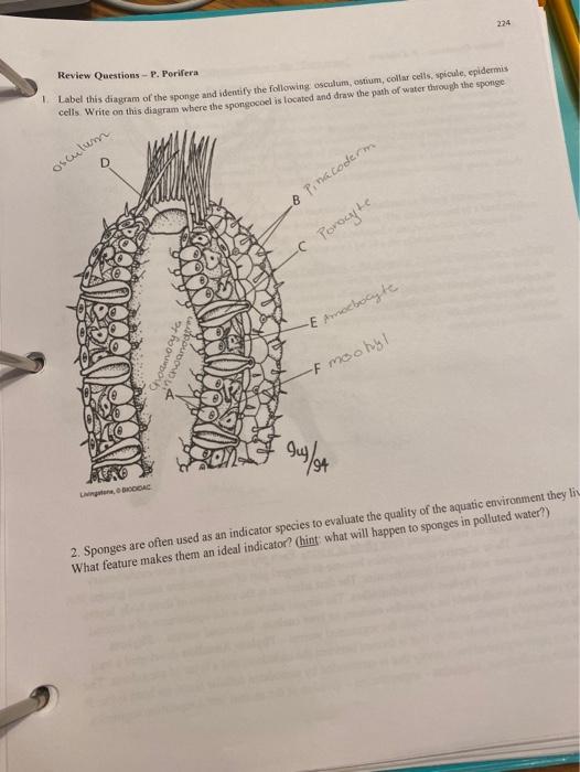 Solved 224 Review Questions - P. Porifera Label this diagram | Chegg.com